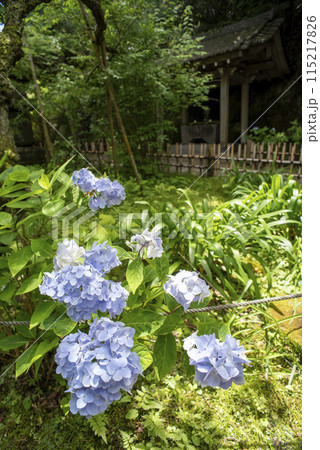 鎌倉245 安国論寺9 紫陽花 鎌倉245 安国論寺9 紫陽花 115217826