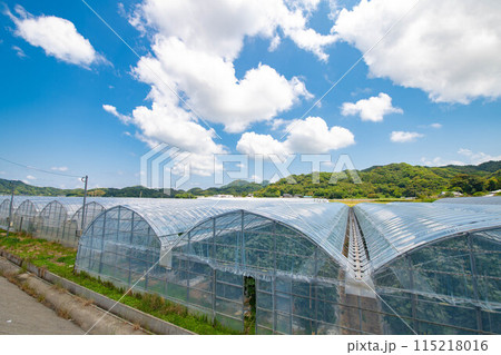 ビニールハウスが広がる景色 115218016