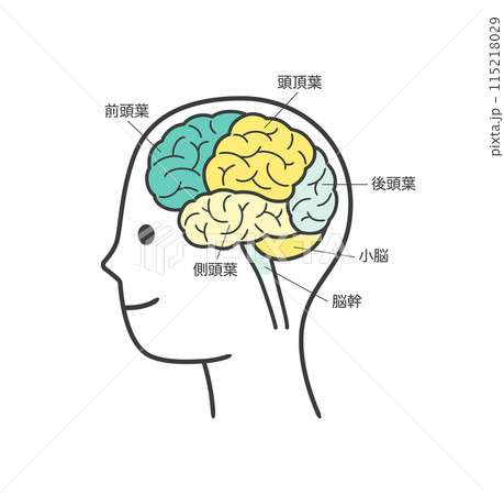 人間の脳の部分とその名称の解説のイラスト 115218029