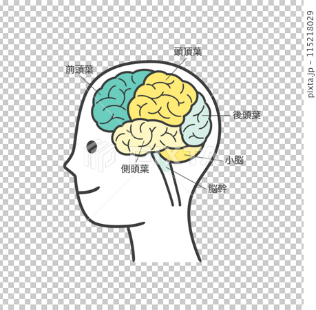 人間の脳の部分とその名称の解説のイラスト 115218029