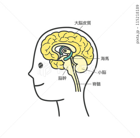 人間の脳の部分とその名称の解説のイラスト2 115218189