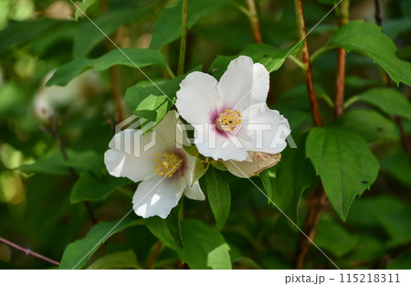 セイヨウバイカウツギ 115218311