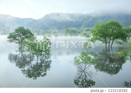 霧の水没林 霧の水没林 115218392