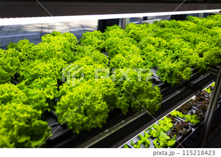 Bed with different types of lettuce, vegetable garden, vertical. High quality photo 115218423