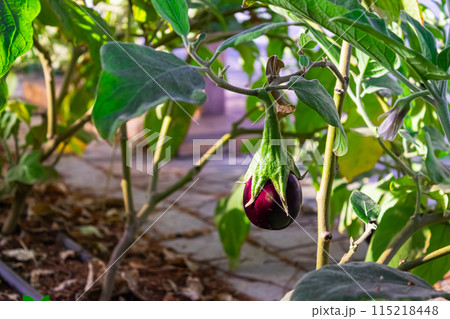 Eggplant in the garden. Fresh organic eggplant aubergine. Purple aubergine growing in the soil. High quality photo 115218448