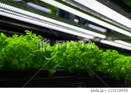 Bed with different types of lettuce, vegetable garden, vertical. High quality photo Bed with different types of lettuce, vegetable garden, vertical. High quality photo 115218450