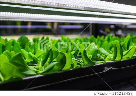 Bed with different types of lettuce, vegetable garden, vertical. High quality photo 115218458