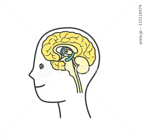 人間の脳の部分の分かりやすいイラスト 人間の脳の部分の分かりやすいイラスト 115218474