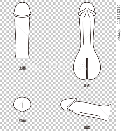 Diagram of the male reproductive system Medical Diagram of the male reproductive system Medical 115218510
