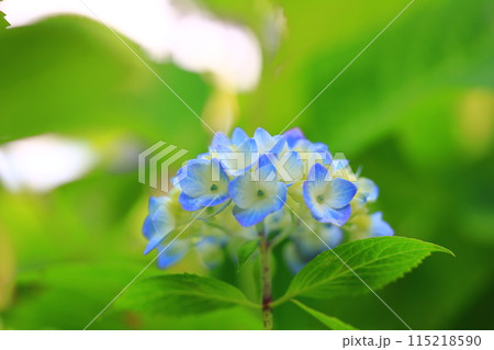 青い紫陽花 115218590