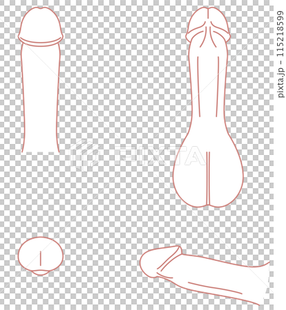 Diagram of the male reproductive system Medical Diagram of the male reproductive system Medical 115218599