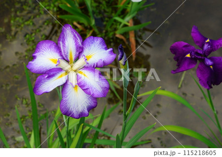 紫色の花びらに紫の斑点があるハナショウブ 紫色の花びらに紫の斑点があるハナショウブ 115218605