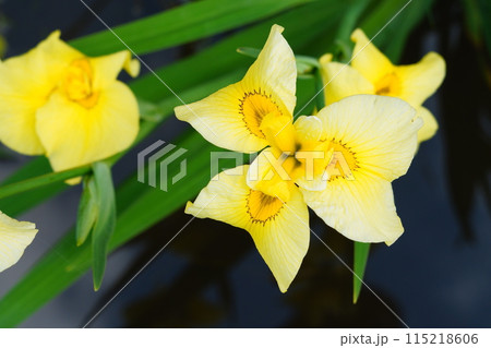 黄色い花 黄色い花 115218606