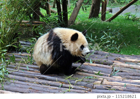 笹を嬉しそうに食べる成都のパンダ 笹を嬉しそうに食べる成都のパンダ 115218621