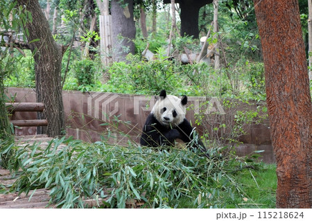 笹に囲まれて嬉しそうな成都のパンダ 115218624
