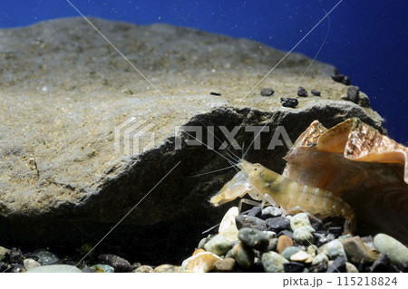 テッポウエビ　エビ　pistol shrimp 115218824