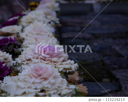 庭園の薔薇 115219213