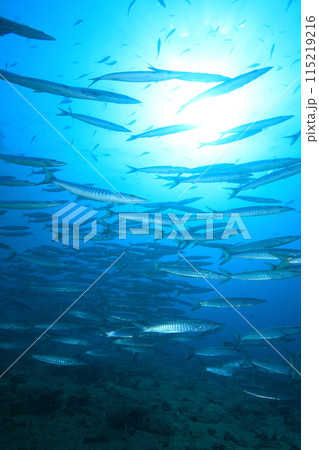 バラクーダ（カマス）の群れ 115219216