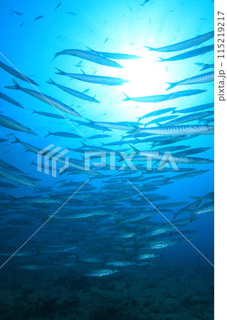 バラクーダ（カマス）の群れ 115219217