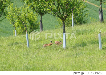 中央ヨーロッパのチェコ共和国　南モラヴィア州の小さな町スタヴィエシツェ近くの草原を駆け回る野ウサギ 115219266