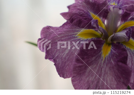花しょうぶのアップ 115219274