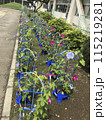 小学校のアサガオ 115219281