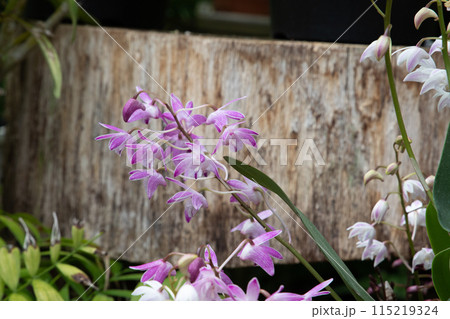 ピンクの花が咲いた ピンクの花が咲いた 115219324