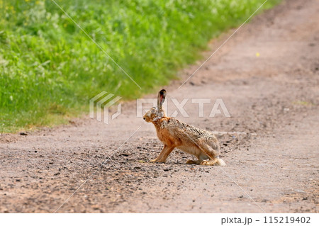 中央ヨーロッパのチェコ共和国　南モラヴィア州の小さな町ミストジーン郊外のヨーロッパノウサギ 115219402
