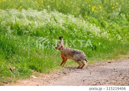 中央ヨーロッパのチェコ共和国 南モラヴィア州の小さな町ミストジーン郊外のヨーロッパノウサギ 中央ヨーロッパのチェコ共和国 南モラヴィア州の小さな町ミストジーン郊外のヨーロッパノウサギ 115219406