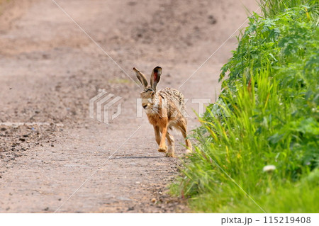 中央ヨーロッパのチェコ共和国　南モラヴィア州の小さな町ミストジーン郊外のヨーロッパノウサギ 115219408