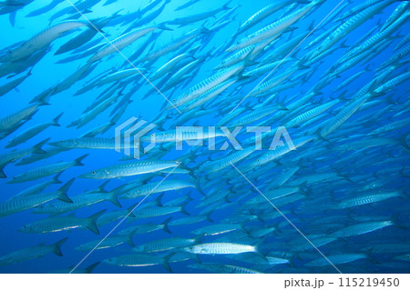バラクーダ（カマス）の群れ 115219450