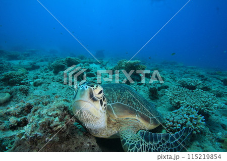 アオウミガメ 115219854