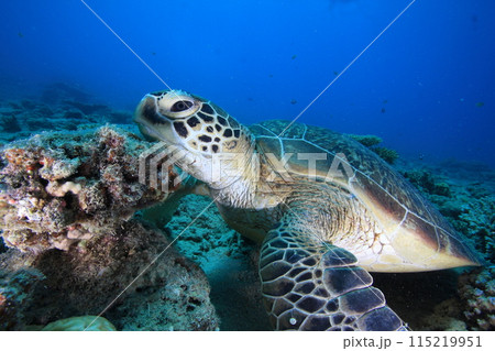 アオウミガメ アオウミガメ 115219951
