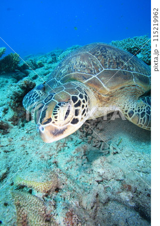 アオウミガメ アオウミガメ 115219962