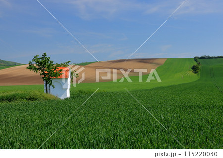 中欧のチェコ共和国 南モラヴィア州スタヴィエシツェ近くの小さなチャペルが建つモラヴィア大草原の景色 中欧のチェコ共和国 南モラヴィア州スタヴィエシツェ近くの小さなチャペルが建つモラヴィア大草原の景色 115220030