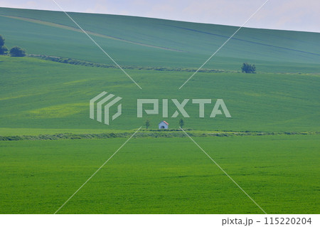 中欧のチェコ共和国　南モラヴィア州スタヴィエシツェ近くの小さなチャペルが建つモラヴィア大草原の景色 115220204