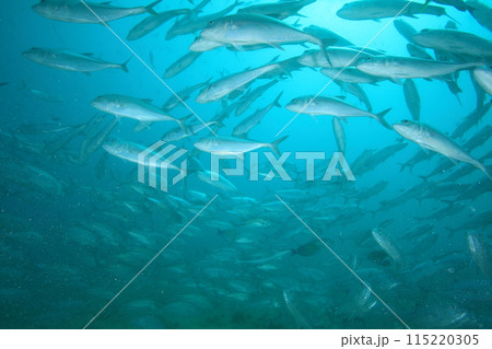 アジ（ギンガメアジ）の群れ 115220305