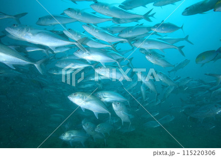 アジ(ギンガメアジ)の群れ アジ(ギンガメアジ)の群れ 115220306