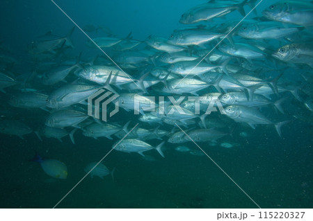 アジ(ギンガメアジ)の群れ アジ(ギンガメアジ)の群れ 115220327
