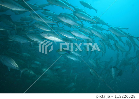アジ(ギンガメアジ)の群れ アジ(ギンガメアジ)の群れ 115220329