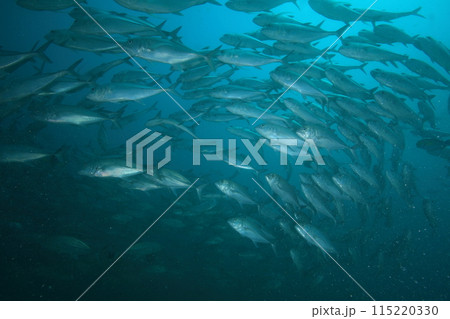 アジ（ギンガメアジ）の群れ 115220330