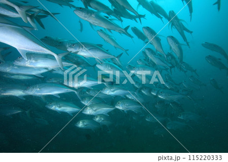 アジ(ギンガメアジ)の群れ アジ(ギンガメアジ)の群れ 115220333