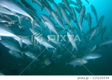 アジ(ギンガメアジ)の群れ アジ(ギンガメアジ)の群れ 115220334