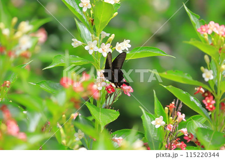 箱根空木（ハコネウツギ）の蜜を吸うカラスアゲハ 115220344