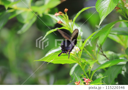 箱根空木（ハコネウツギ）の蜜を吸うカラスアゲハ 115220346