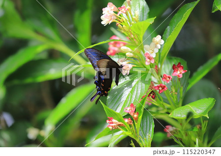 箱根空木(ハコネウツギ)の蜜を吸うカラスアゲハ 箱根空木(ハコネウツギ)の蜜を吸うカラスアゲハ 115220347