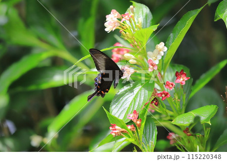 箱根空木(ハコネウツギ)の蜜を吸うカラスアゲハ 箱根空木(ハコネウツギ)の蜜を吸うカラスアゲハ 115220348
