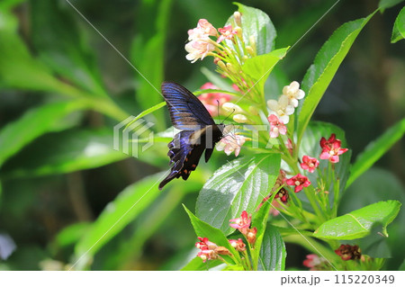 箱根空木（ハコネウツギ）の蜜を吸うカラスアゲハ 115220349
