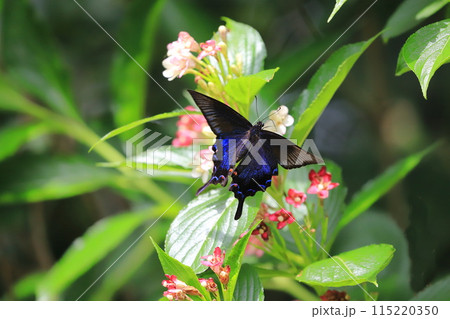 箱根空木（ハコネウツギ）の蜜を吸うカラスアゲハ 115220350