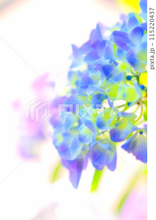 水無月の主役　紫陽花の咲く頃 115220437